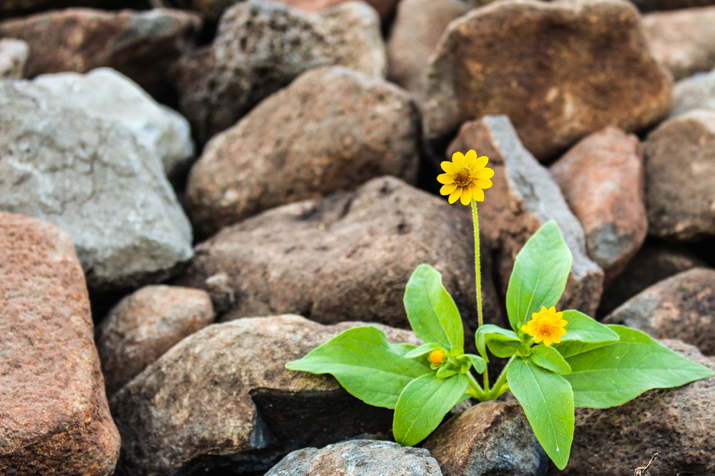 FrancescoPecoraro.com_Growth Through Feedback Unleashing Potential in Your Team
